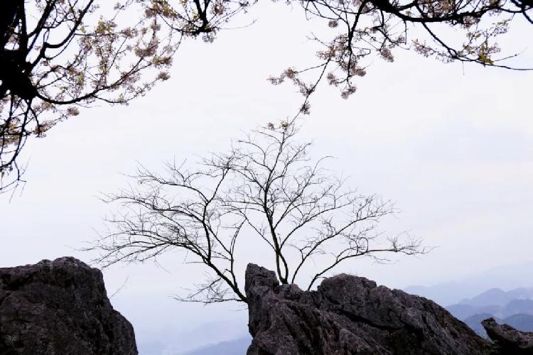 万亩野樱花迎春绽放 云上观景美不胜收