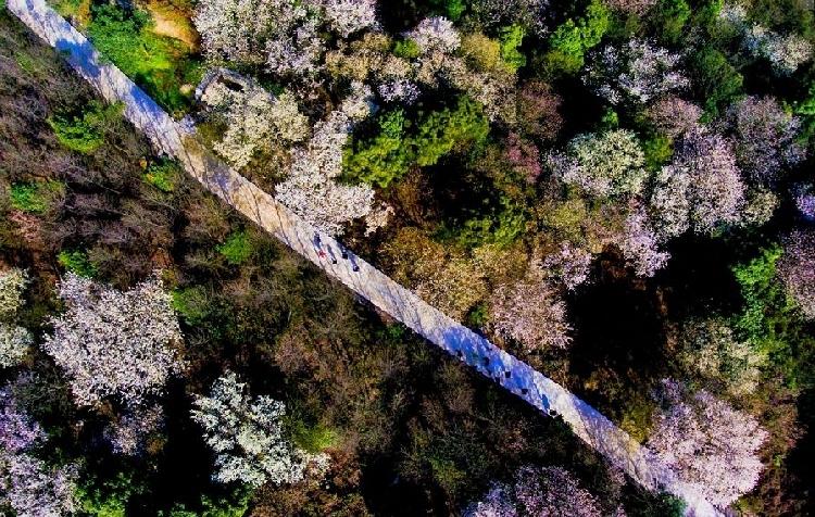 万亩野樱花迎春绽放 云上观景美不胜收