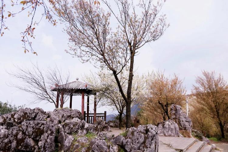 万亩野樱花迎春绽放 云上观景美不胜收