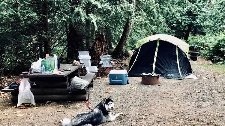 万亩野樱花迎春绽放 云上观景美不胜收