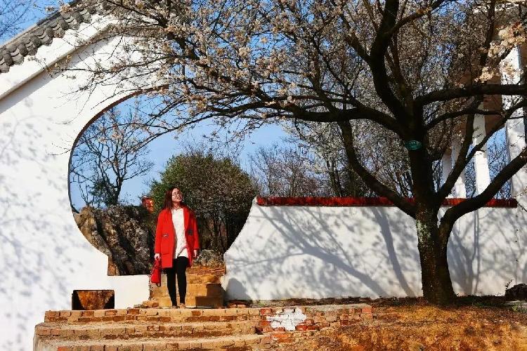 万亩野樱花迎春绽放 云上观景美不胜收