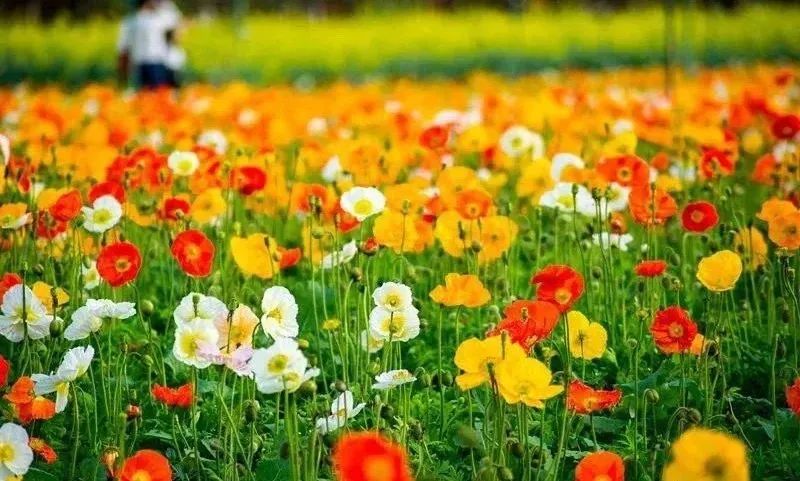 最新最全3·8女神节福利来袭！免门票、半价等超多惊喜送给您~