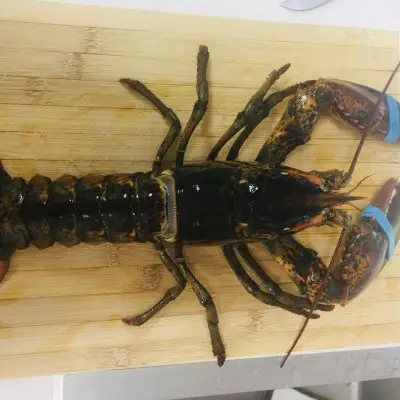 波士顿龙虾做法家常（蒜蓉波士顿龙虾的做法）