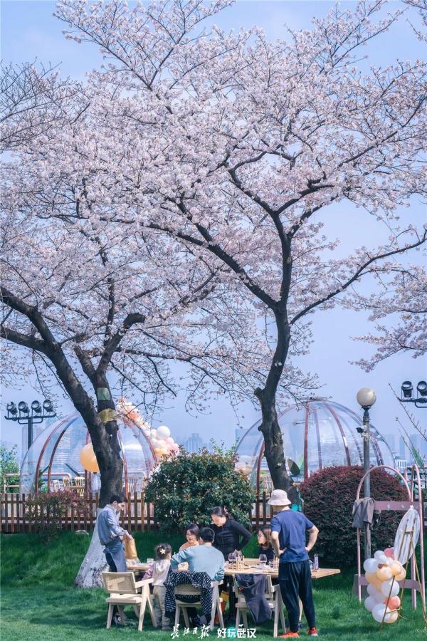 在武汉，拍出没有人海的樱花海