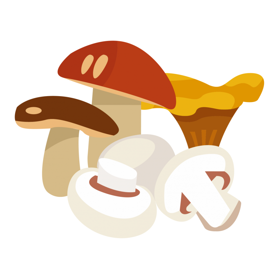 食用菌界新晋网红——赤松茸,你品尝过ta的鲜美吗?