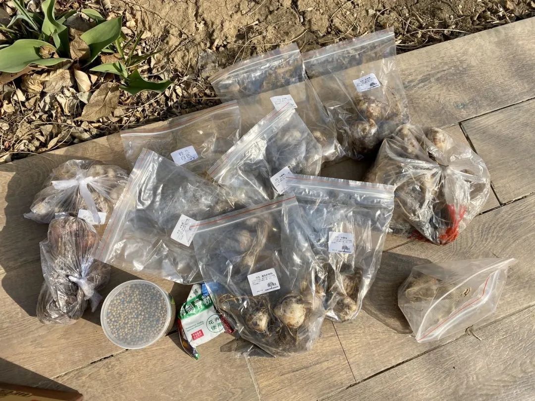 这些花现在带娃种，夏天收获一片花海