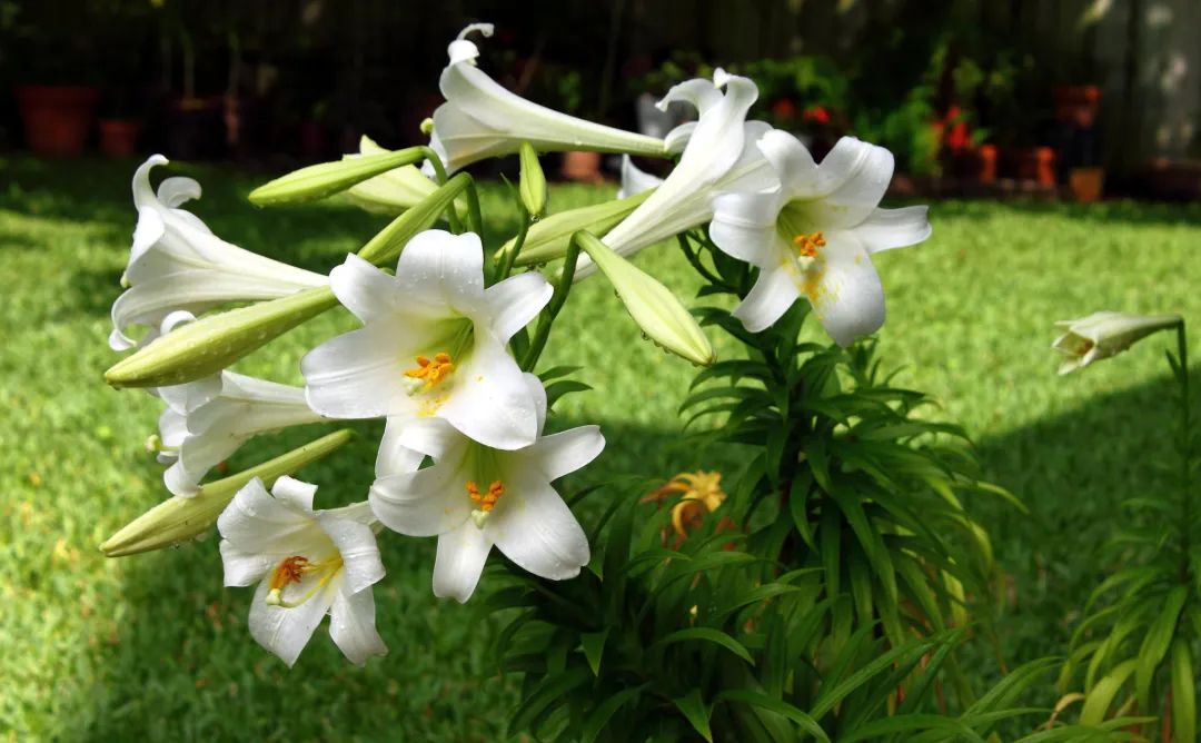 这些花现在带娃种，夏天收获一片花海