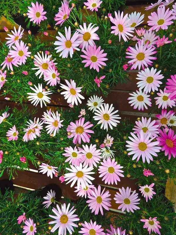 这些花现在带娃种，夏天收获一片花海