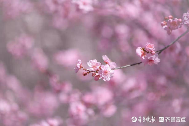 山东师范大学校园里，梅花朵朵宛如粉色云彩