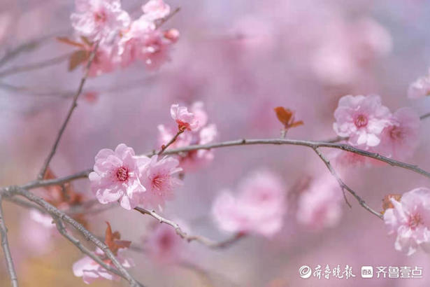 山东师范大学校园里，梅花朵朵宛如粉色云彩