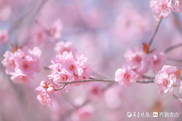 山东师范大学校园里，梅花朵朵宛如粉色云彩