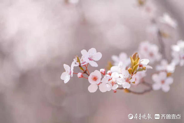 山东师范大学校园里，梅花朵朵宛如粉色云彩