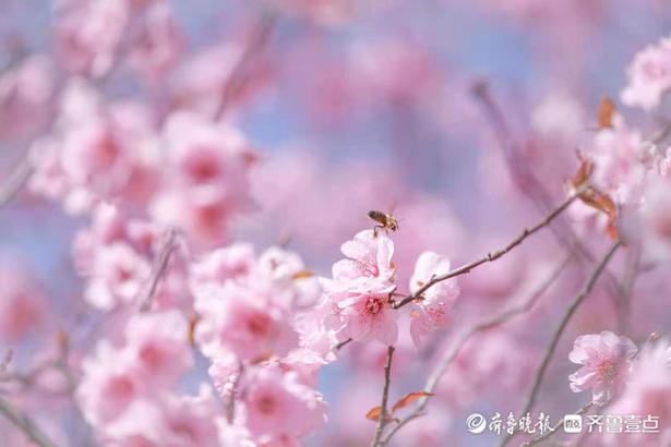 山东师范大学校园里，梅花朵朵宛如粉色云彩