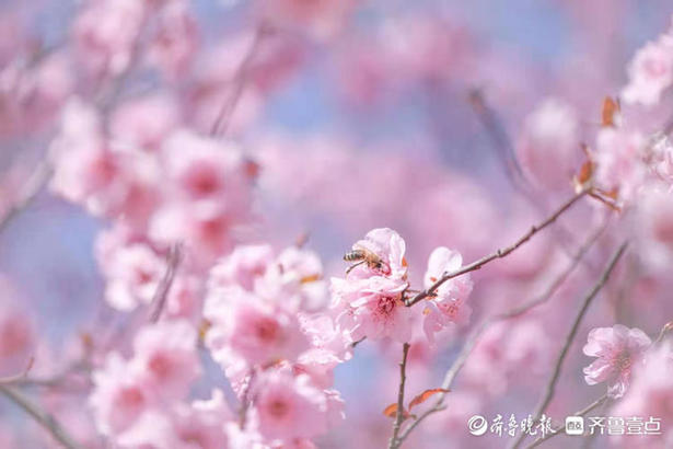 山东师范大学校园里，梅花朵朵宛如粉色云彩