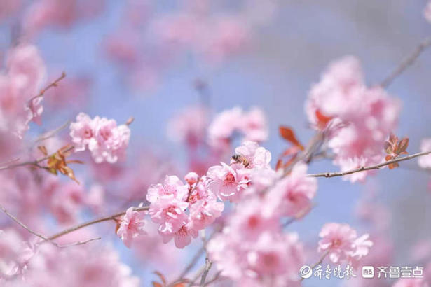 山东师范大学校园里，梅花朵朵宛如粉色云彩