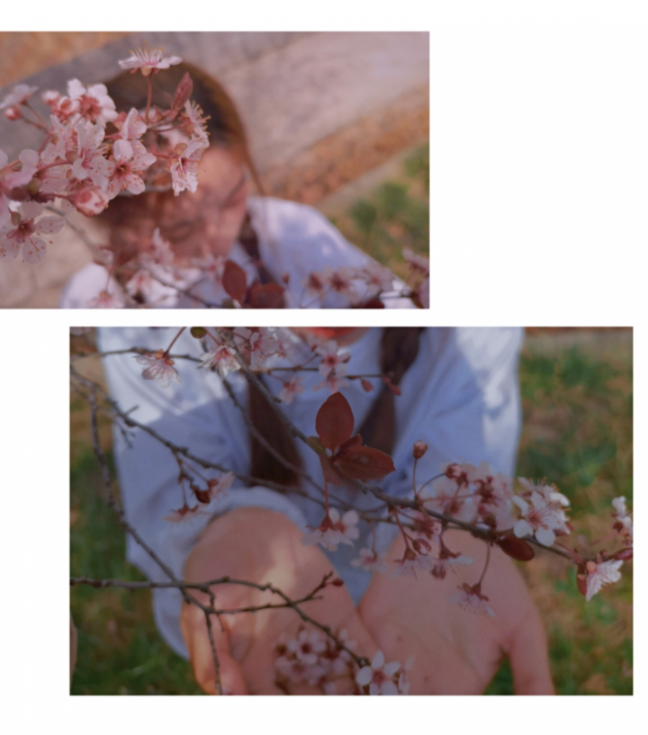 春日校园｜山东现代学院的浪漫春日