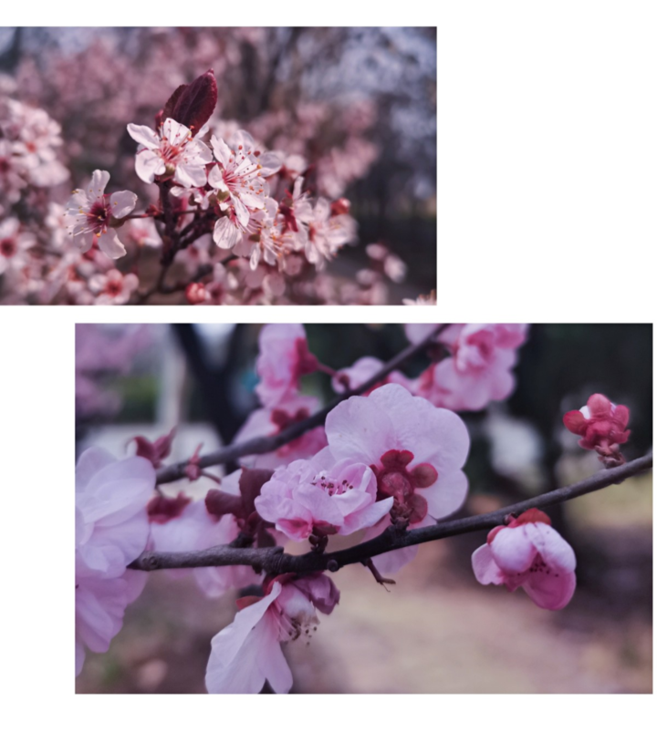 春日校园｜山东现代学院的浪漫春日