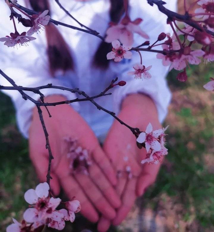 春日校园｜山东现代学院的浪漫春日