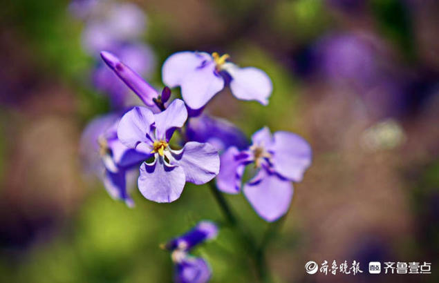 紫色的二月兰也叫诸葛菜 花语是谦逊质朴无私奉献 诸葛菜 佳辰