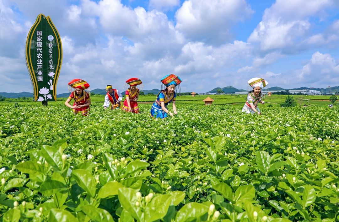 茉莉花時間,茉莉花時間開放