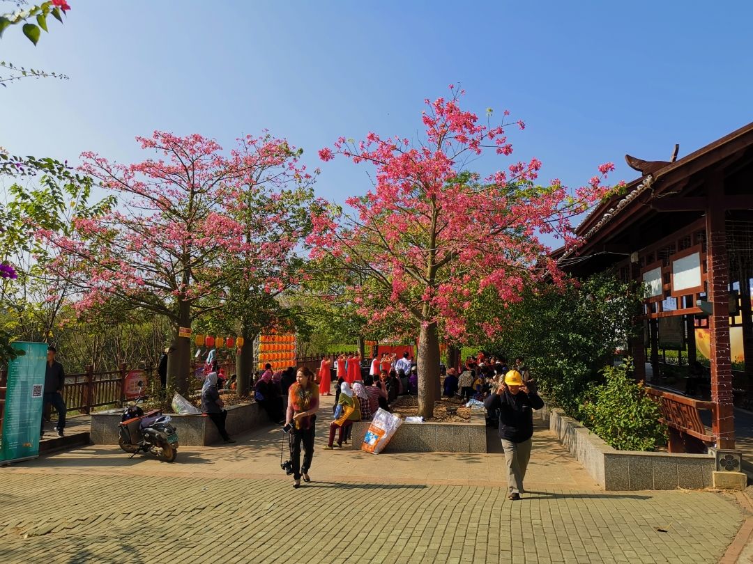 茉莉花时间,茉莉花时间开放