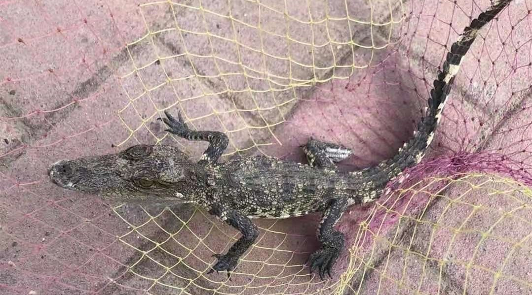 鱷魚屬于哪類動物,鱷魚屬于哪類動物 獵人發現了正拿著槍