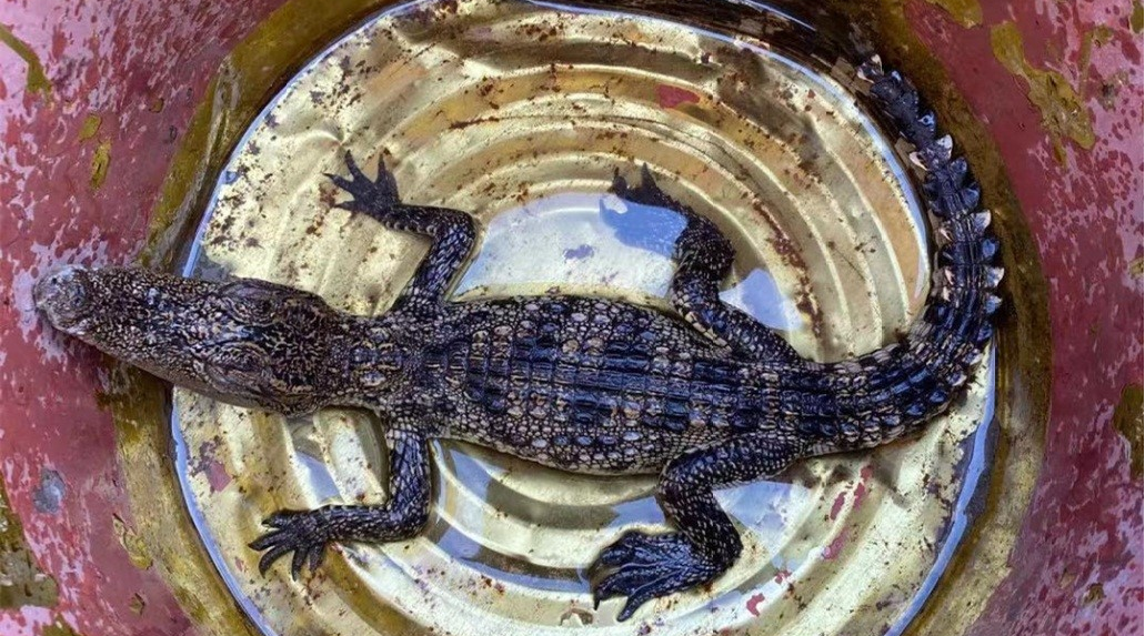 鱷魚屬于哪類動物,鱷魚屬于哪類動物 獵人發現了正拿著槍