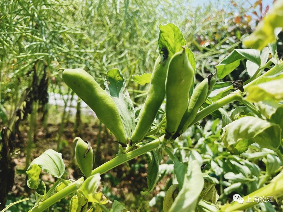 咸菜豆瓣,咸菜豆瓣酥的做法