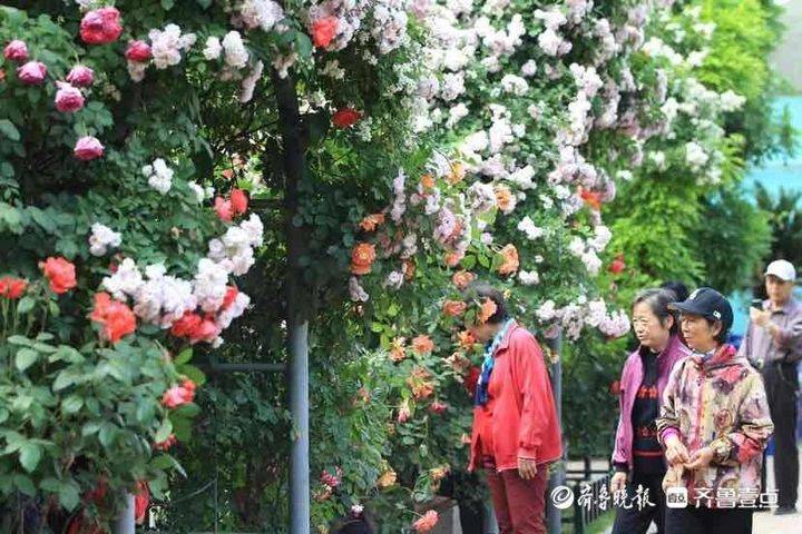 美得无法收获！济南市区公园里藏有“秘密花园”，快来取卡吧。