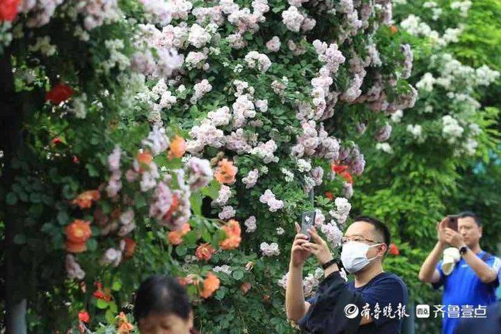 美得无法收获！济南市区公园里藏有“秘密花园”，快来取卡吧。