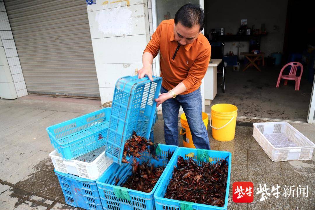 收购小龙虾,收购小龙虾的贩子利润