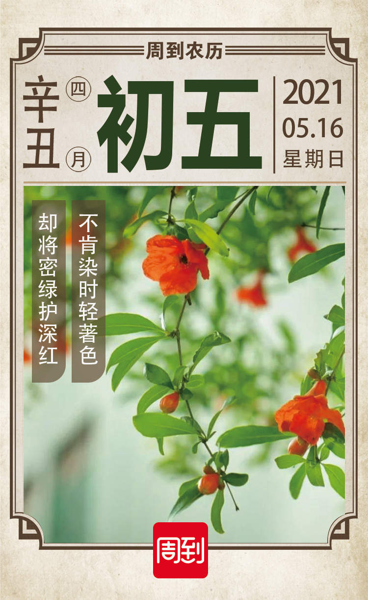 石榴花什么時候開,石榴花什么時候開花