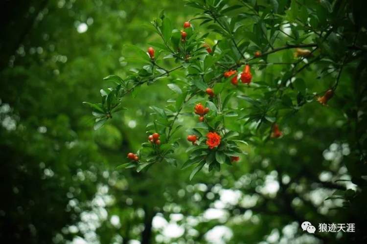 石榴花什么时候开,石榴花什么时候开花