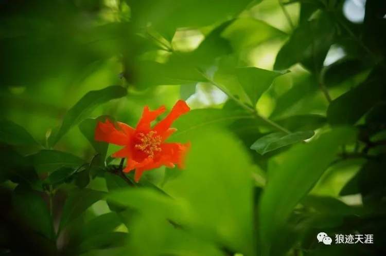 石榴花什么時候開,石榴花什么時候開花