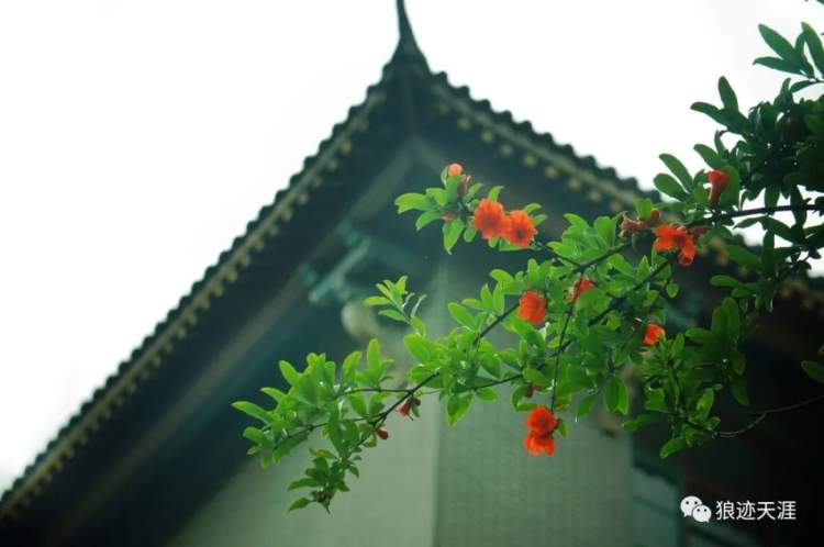 石榴花什么時候開,石榴花什么時候開花