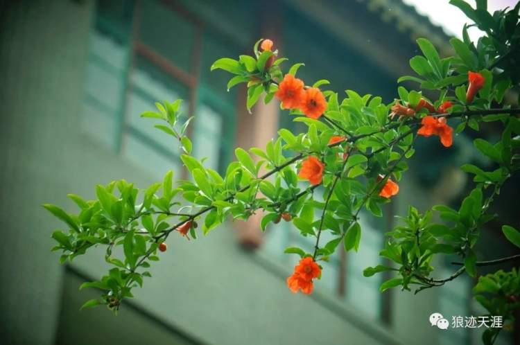 石榴花什么时候开,石榴花什么时候开花