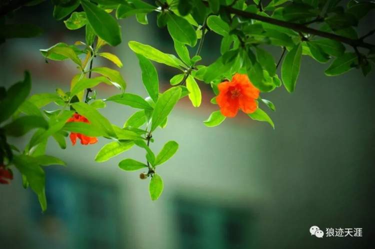 石榴花什么時候開,石榴花什么時候開花