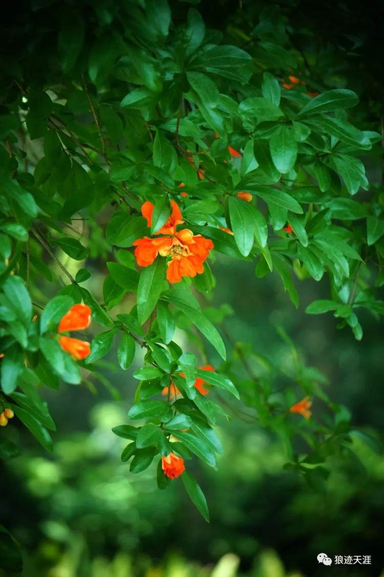 石榴花什么时候开,石榴花什么时候开花