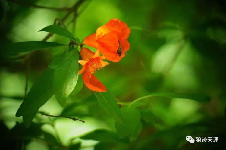 石榴花什么時候開,石榴花什么時候開花