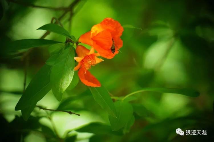 石榴花什么时候开,石榴花什么时候开花