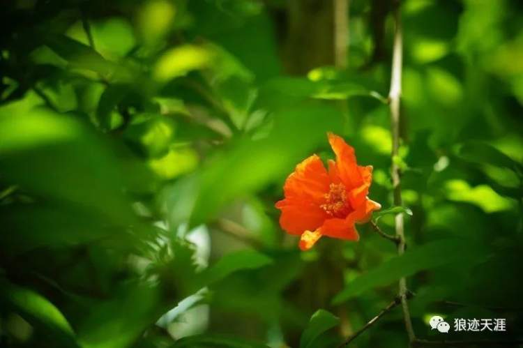 石榴花什么时候开,石榴花什么时候开花