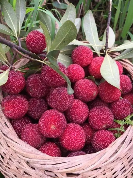 昆明的特产有哪些 云南一年四季水果时间表-诚智百科网