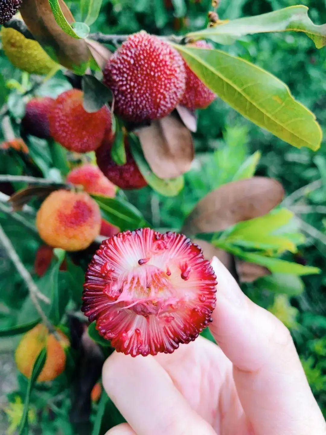 昆明的特产有哪些 云南一年四季水果时间表-诚智百科网