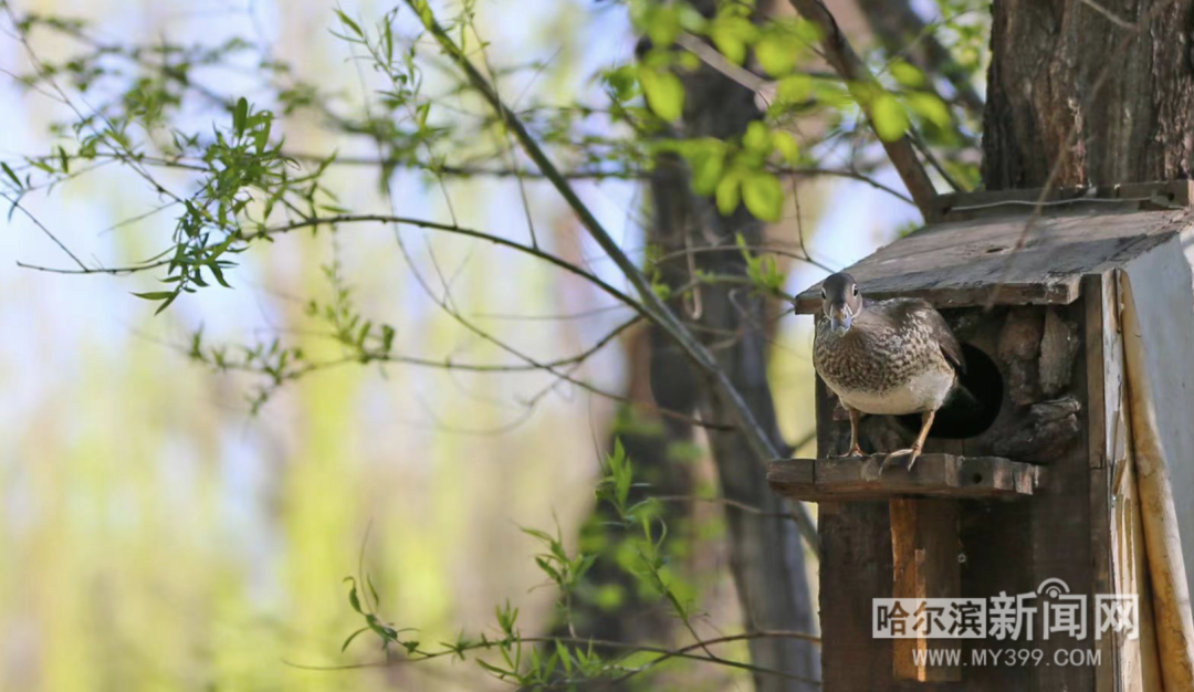 趴窝孵蛋啦!兆麟公园 6月8日前后就能看到鸳鸯宝宝跳巢