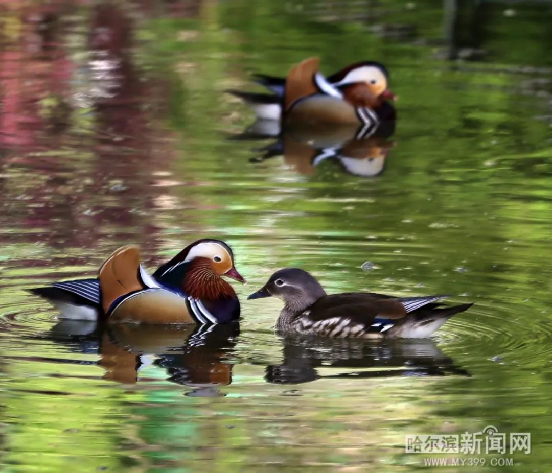 趴窝孵蛋啦!兆麟公园 6月8日前后就能看到鸳鸯宝宝跳巢