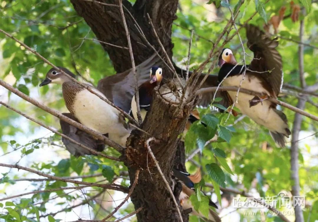 趴窝孵蛋啦！兆麟公园 6月8日前后就能看到鸳鸯宝宝跳巢