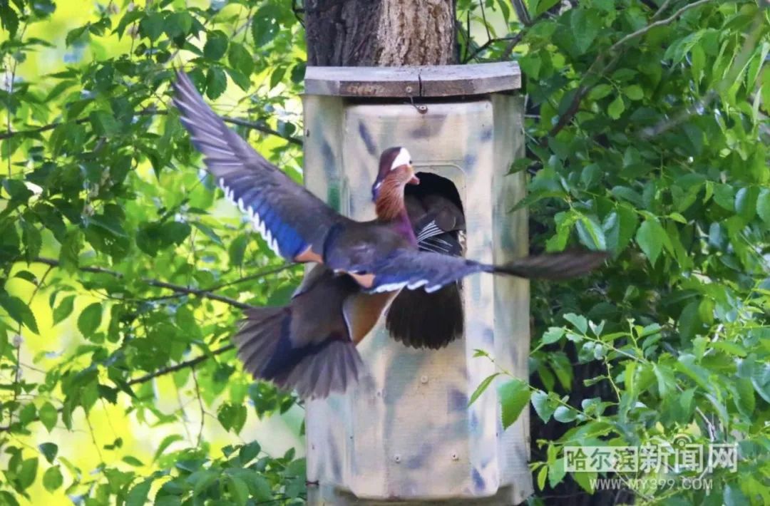 趴窝孵蛋啦!兆麟公园 6月8日前后就能看到鸳鸯宝宝跳巢