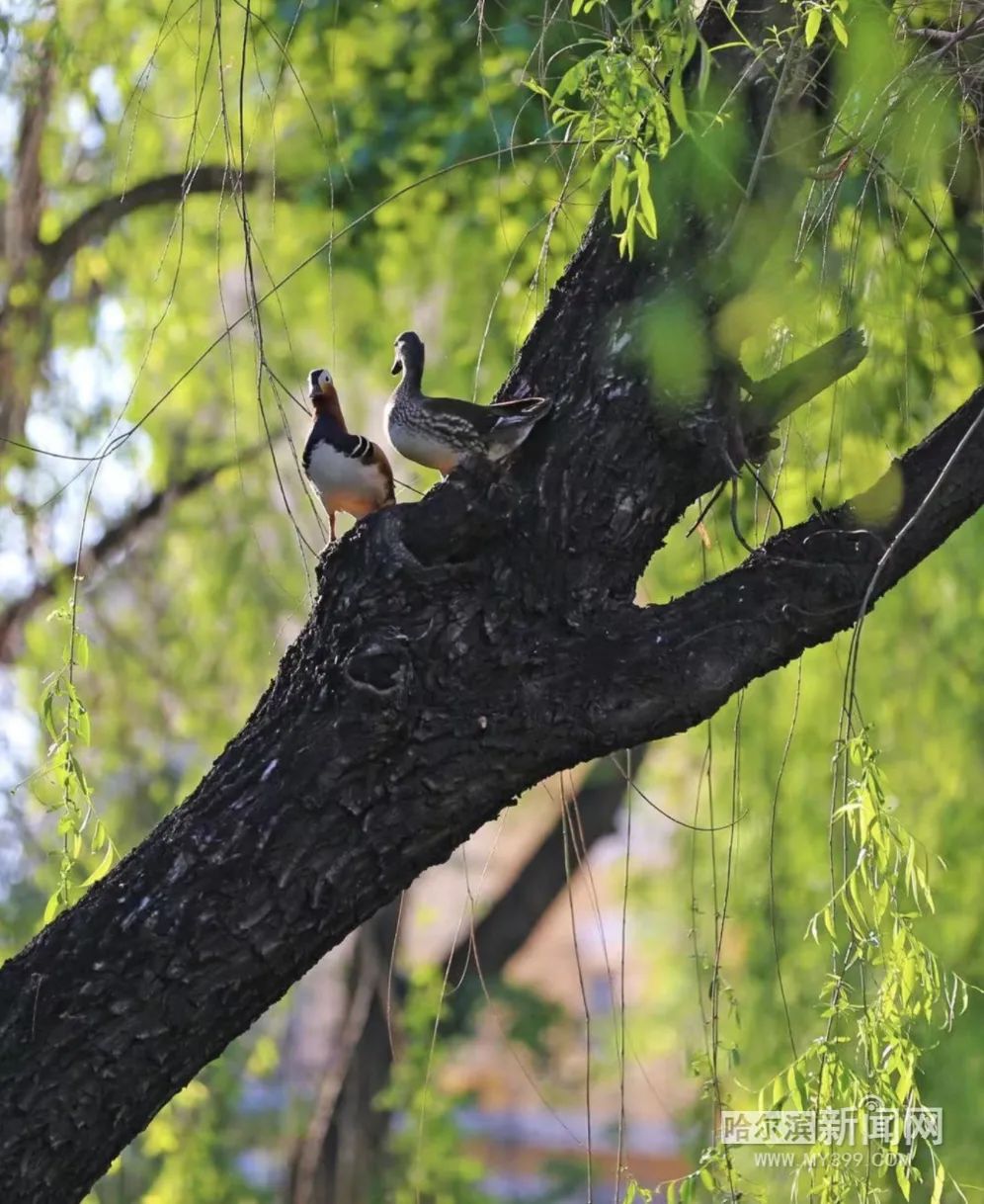 趴窝孵蛋啦！兆麟公园 6月8日前后就能看到鸳鸯宝宝跳巢