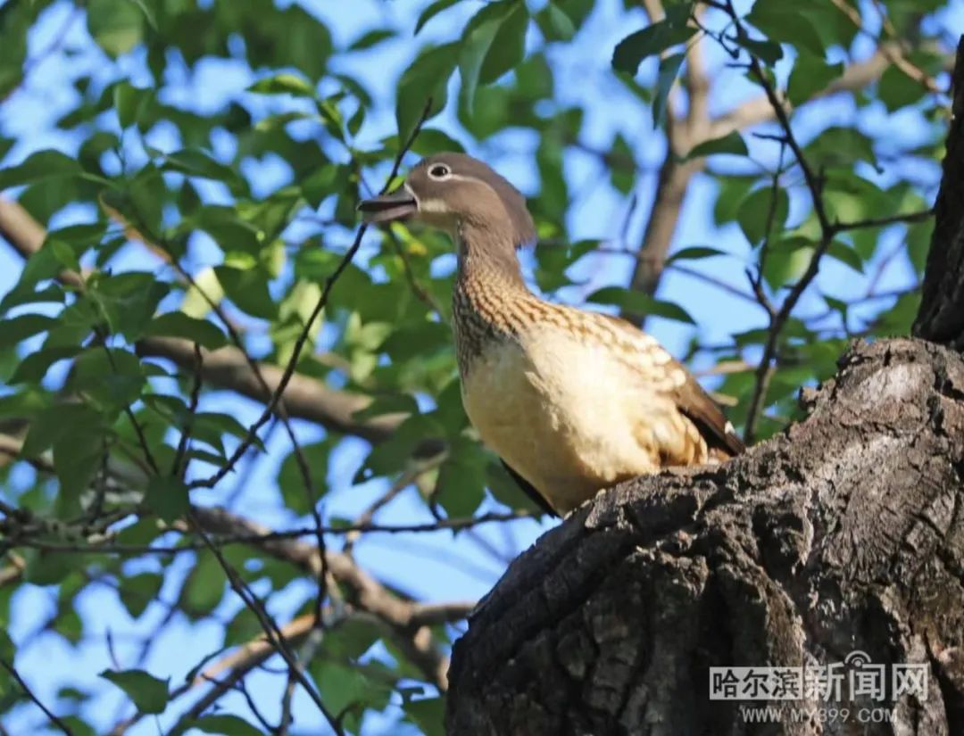 趴窝孵蛋啦！兆麟公园 6月8日前后就能看到鸳鸯宝宝跳巢