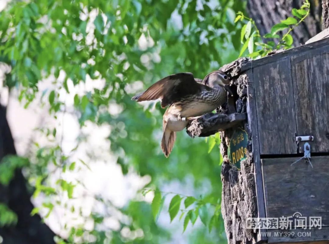 趴窝孵蛋啦!兆麟公园 6月8日前后就能看到鸳鸯宝宝跳巢